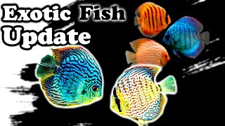 Exotic Fish Update at Fish & Aquarium Hobby Store