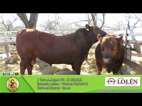 30-08-19 - Venta de Toros A.Angus PC. y PP. - Estancia Lolem - Coronel Suarez