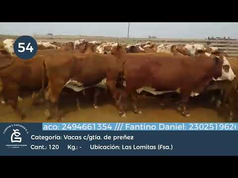 Lote VACAS CGP - Las Lomitas Formosa