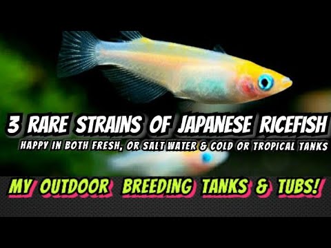 Nano Koi Fish?! - The Medaka Ricefish Pond & Tub Breeding Care Guide. Best Pet Fish for Any Climate