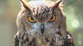 Melanie De Biasio - The Flow