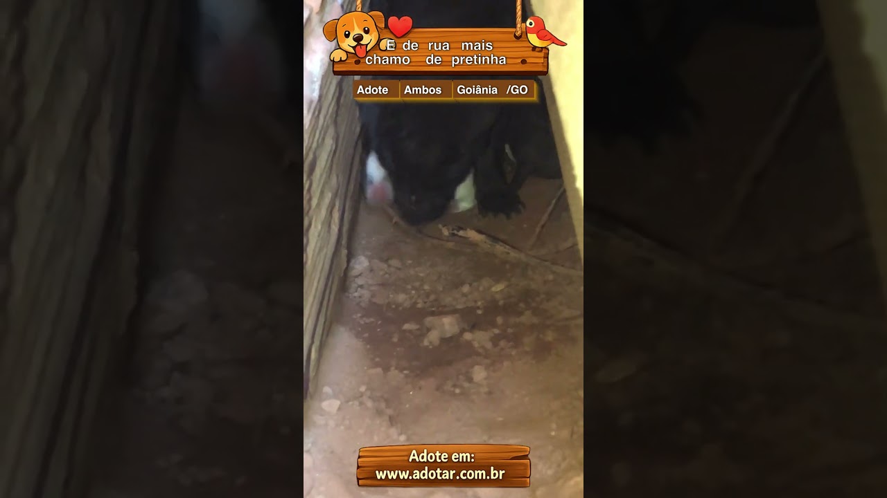 Cachorro raça SRD-ViraLata idade 7 a 11 meses nome E de rua mais chamo de pretinha