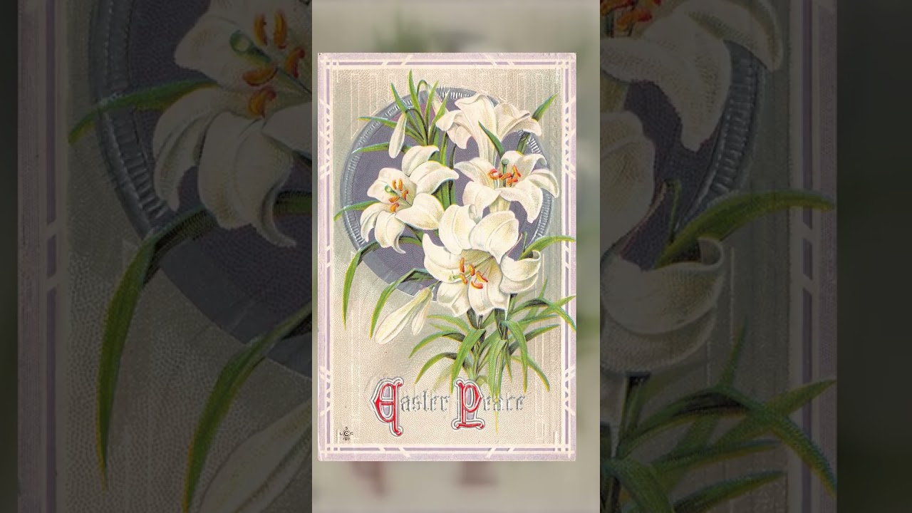 LCC 1911 Easter Peace Postcard, White Lilies, 1912 Postmark Video