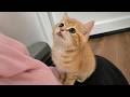 CUTE Kittens Being Surprisingly DRAMATIC Over Absolutely Nothing 🤣 | Funny Cat Videos 2026 LOL