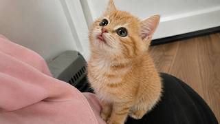 CUTE Kittens Being Surprisingly DRAMATIC Over Absolutely Nothing 🤣 | Funny Cat Videos 2026 LOL