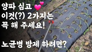 양파 심고 이것(?) 2가지는 꼭 해주세요 