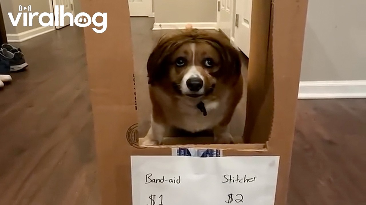 Corgi Waits for Customers at "Biting Booth" || ViralHog