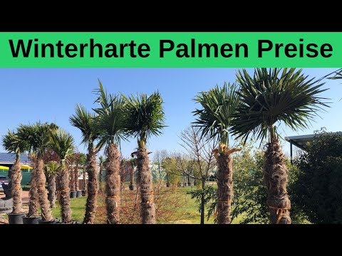 Was kostet eine winterharte Palme?