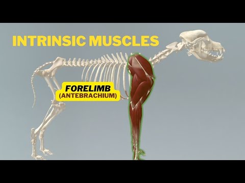 Intrinsic Muscles of Antebrachium (Medial to Caudal) | Veterinary Anatomy | Dog Forelimb Myology |