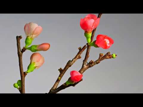 03-Japanische-Quitte-December 1