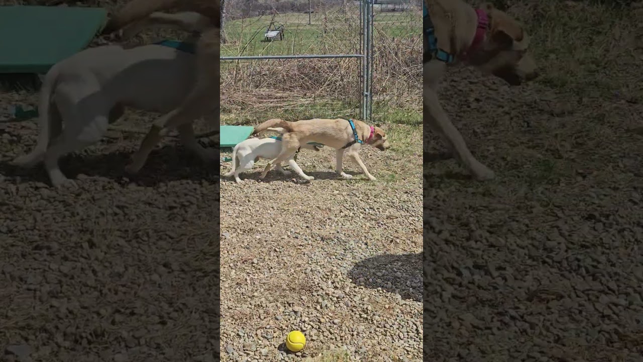 Enlarge Axel, a ADOPTABLE mixed breed in Salem, NH video 5/5