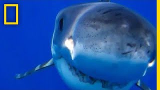 Great White Shark Bites Down on a Submarine Drone | National Geographic