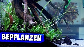 RIESEN AQUARIUM BEPFLANZEN & FLUTEN | PFLANZENAUSWAHL ERKLÄRT | Aqua Update