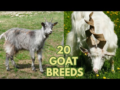 20 Beautiful Goat Breeds - Girgentana, Valais, Saanen, Pygmy, Feral, Cashmere, Toggenburg Goats