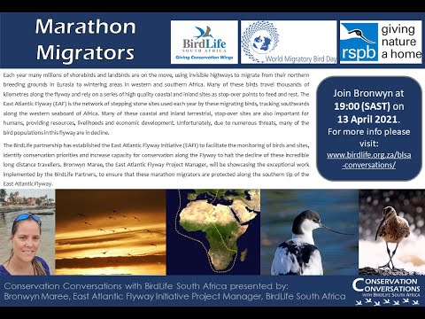Conservation Conversations: Marathon Migrators - Bronwyn Maree (13Apr21)