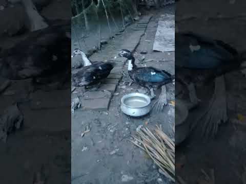 #truedialogue #popular #trendingshorts #viralvideos #lamisa #shorts