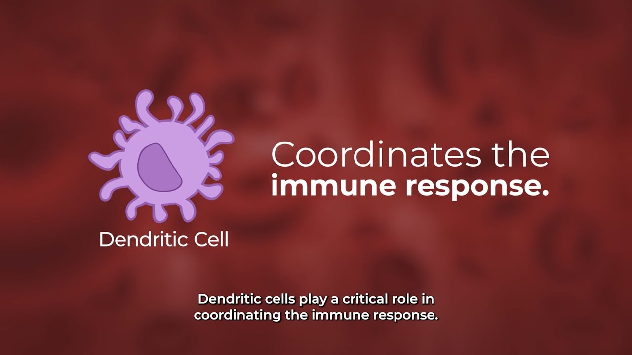 Dendritic Cell Therapy - ImPACT Program