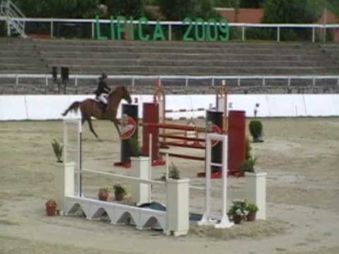 stallion Stardano (Stakkato/Carano) 1
