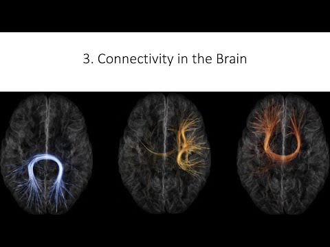 1.3. Fundamentals of Cognitive Neuroscience, First Session, Part Three