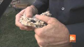 Science360: Mushroom Packaging