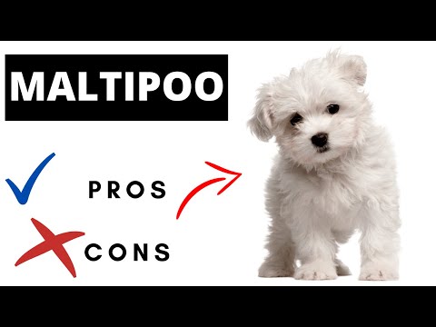 1st YouTube video about are maltipoo hypoallergenic