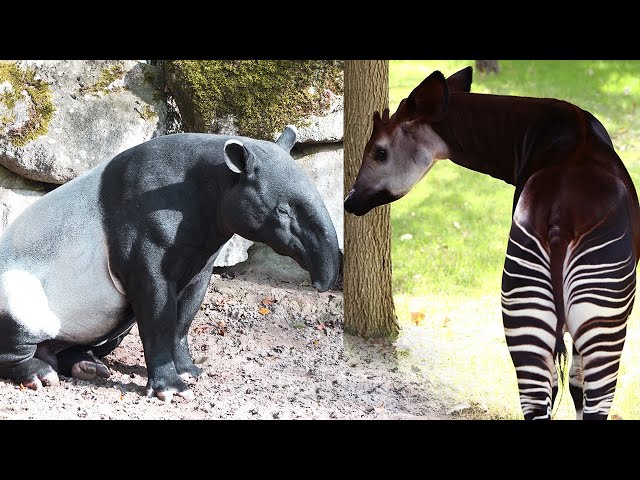 İngilizce'de tapir Video Telaffuz