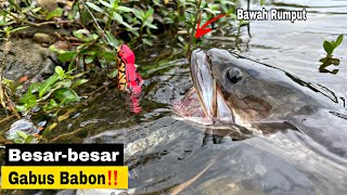 Download lagu I DIDN'T EXPECT THIS‼️A GIANT SNAKEHEAD NEST WAS HIDDEN UNDER THE GRASS mp3 Download lagu I DIDN'T EXPECT THIS‼️A GIANT SNAKEHEAD NEST WAS HIDDEN UNDER THE GRASS mp3