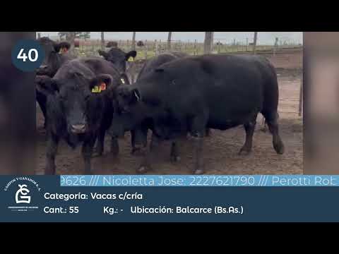 Lote Vc CGP - Balcarce Bs As