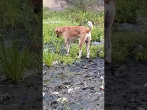 #Funny video dog comedy video 😃😃😂😂