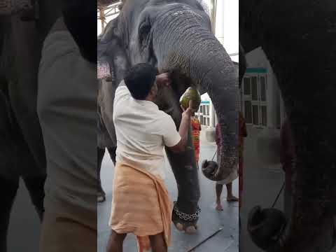 An elephant drinks coconut water and eats the coconut #shorts #elephant #viral #trending #love