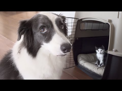 Border Collie Shocked by Tiny Rescued Kitten Occupying Her Crate