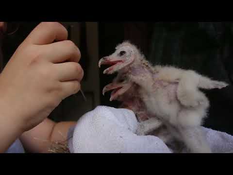 Baby Barn Owl Rescue Fund