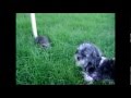 Clea Queen Of Sheba Mp4