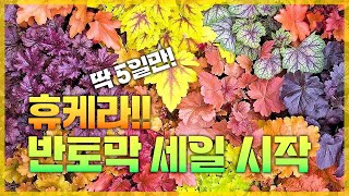 휴케라 국내 최상급 퀄리티 그러나 값은 반토막?! 딱 5일만 빠르게 가져가세요^^ [JB가든센터_대림묘목농원…
