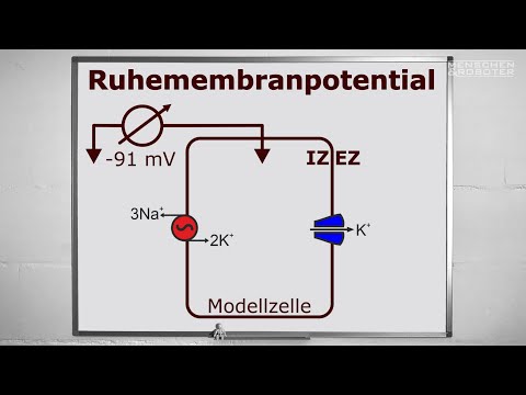 11 Elektrophysiologie: Ruhemembranpotential