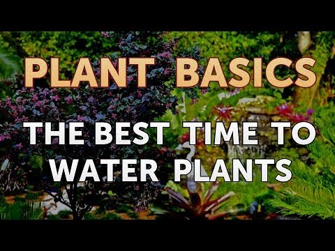 How to Dry an Overwatered Plant