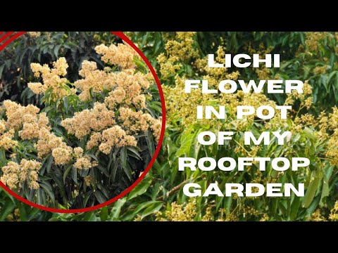 LICHI FLOWER IN POT OF MY ROOFTOP GARDEN.