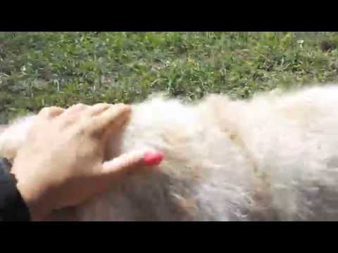 Schronisko w Środzie Wlkp. - Terierka Rawia bawi się piłką