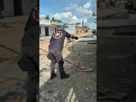 capturando a iguana aqui no interior do Maranhão Maracaçumé #Maranhão #interior