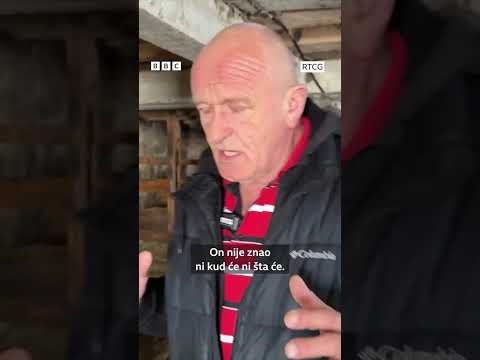 ’Miran kao jagnje’: Vuk među kravama | BBC News na srpskom #crnagora #zivotinje #shorts