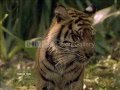 Lets Save Big Cats