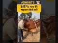 देसी गिर गाय की पहचान कैसे करें यहां ज�