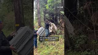 The gentle patience it takes to free a terrified wild bobcat 🐾❤️ #BobcatRescue #WildlifeRescue