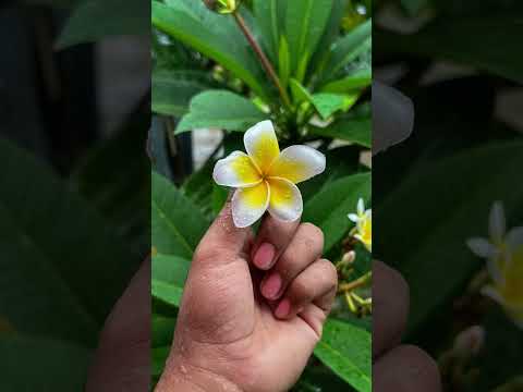 ফুল সুন্দর 🥰