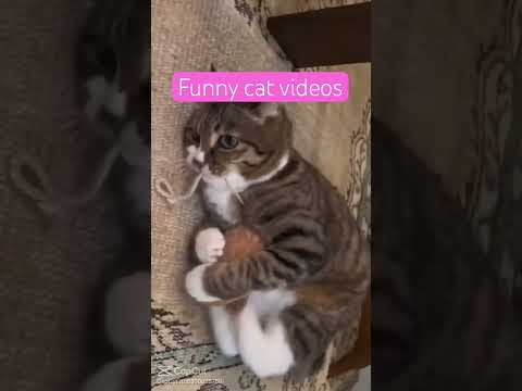 😂😂😂 #funny #cats #memes