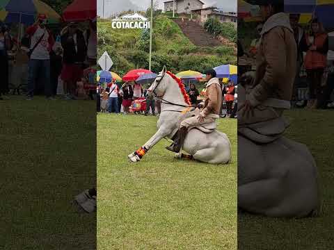 🐎🔥 Alta Escuela de Equitación deslumbra en Pinsaquí #noticias #cotacachi #imbabura