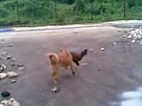 dog & chicken