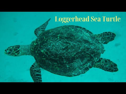 🌍 Loggerhead Sea Turtle Facts You NEED to Know! 🐢🌊