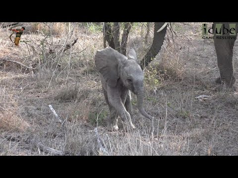 Elephant Herd With Tiny Calf
