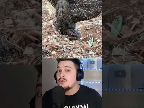 Zogu me SY te KUQ 🐦👁️